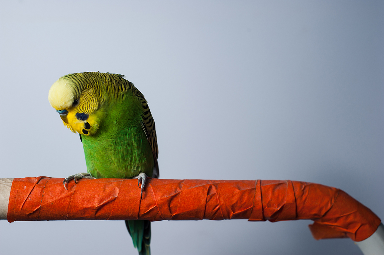 A Photographer in Townsville Pays Attention to Details